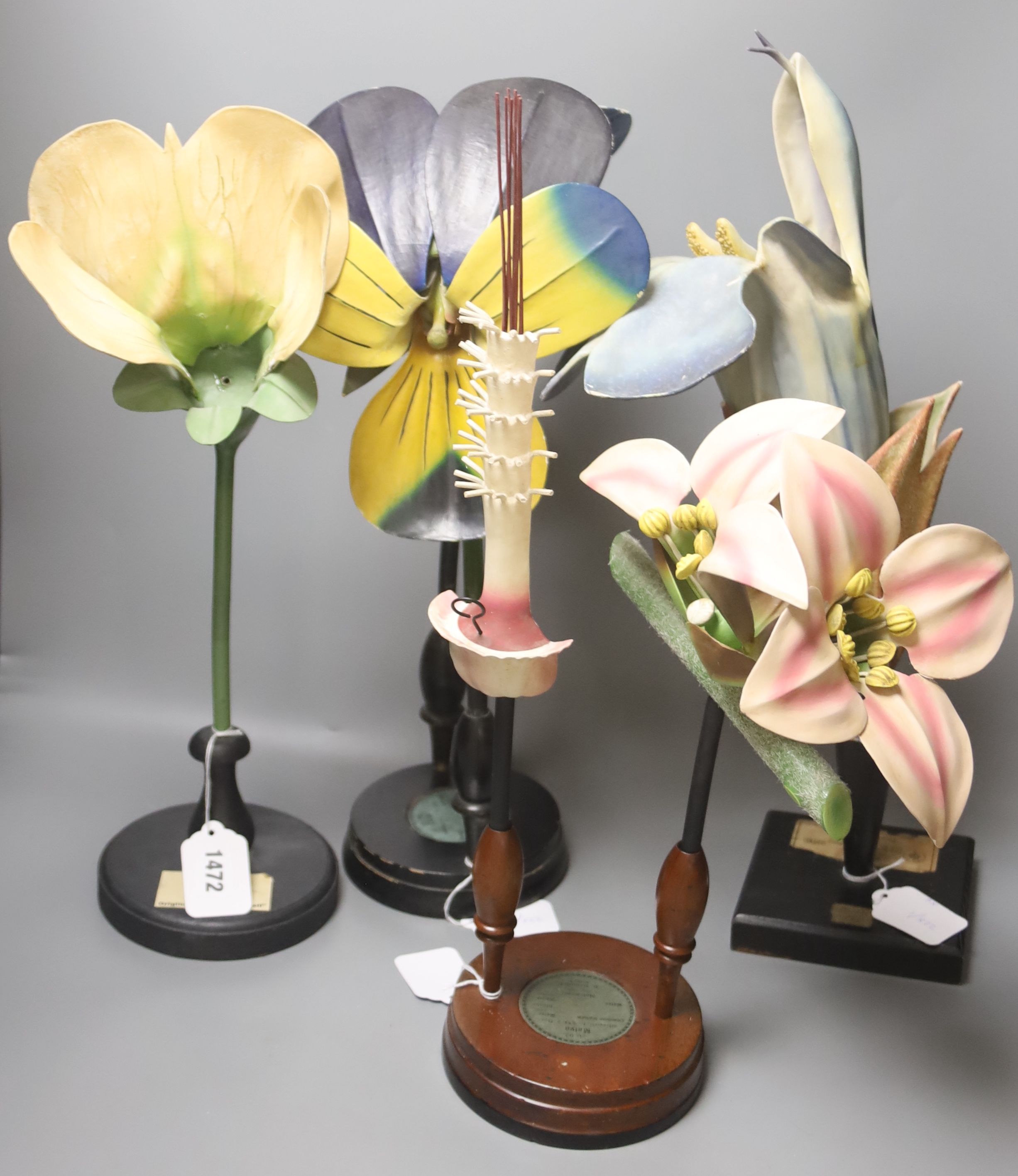 A Group of four 20th century German Brendel botanical specimen / teaching models, Pisum Pois Fluer, Viola Violaceae, Pisum Papilionaceae and Malva Malvaccae, the tallest 51cm high